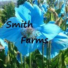 200 Seeds Seeds Blue Himalayan Poppy Flowers Beautiful Blooms Garden Fresh For Garden