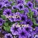 25 Seeds Lavender Petunia Flowers Fresh For Garden
