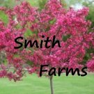 10 Seeds Dwarf Pink Dogwood 5 Seeds Tree Corn Flowering Hardy Fresh For Garden