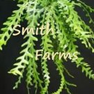 25 Seeds Seeds Zigzag Cact Succulent Plant Garden Flowers Fresh For Garden
