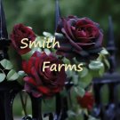 25 Seeds Seeds Black Baccara Rose Flowers Bh Shrub Landscaping Planting Garden Fresh For Garden
