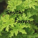 25 Seeds Seeds Citronella Very Hardy Fresh For Garden