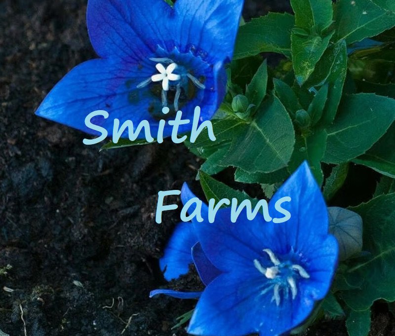 25 Seeds Seeds Platycodon Deep Sea Blue Balloon Flowers Perennial Flower Garden Fresh For Garden