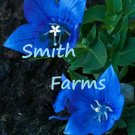 25 Seeds Seeds Platycodon Deep Sea Blue Balloon Flowers Perennial Flower Garden Fresh For Garden 25 Seeds Seeds Platycodon Deep Sea Blue Balloon Flowers Perennial Flower Garden Fresh For Garden