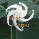 25 Seeds Seeds Huge White Moon Flowers Garden Fresh For Garden