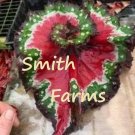25 Seeds Seeds Red Green Begonia Flowers Planting Garden Landscaping Floral Plants Fresh For Garden 25 Seeds Seeds Red Green Begonia Flowers Planting Garden Landscaping Floral Plants Fresh For Garden
