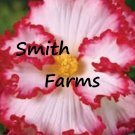 25 Seeds Seeds Pink Tip Begonia Flowers Beautiful Large Blooms Hanging Or Garden Fresh For Garden 25 Seeds Seeds Pink Tip Begonia Flowers Beautiful Large Blooms Hanging Or Garden Fresh For Garden
