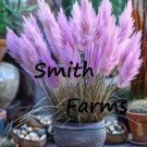 100 Seeds Seeds Purple Dwarf Pampas Grass Pots Baskets Fresh For Garden 100 Seeds Seeds Purple Dwarf Pampas Grass Pots Baskets Fresh For Garden