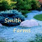 100 Seeds Seeds Aubrieta Light Blue Rock Cress Flower Ground Cover Fresh For Garden 100 Seeds Seeds Aubrieta Light Blue Rock Cress Flower Ground Cover Fresh For Garden