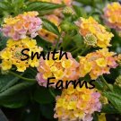 25 Seeds Seeds Yellow Pink Lantana Calippo Flowers Pretty Two Tone Blooms Gardening Fresh For Garden