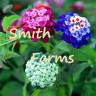 25 Seeds Seeds Mixed Colored Lantana Flowers Big Beautiful Blooms Garden Fresh For Garden 25 Seeds Seeds Mixed Colored Lantana Flowers Big Beautiful Blooms Garden Fresh For Garden
