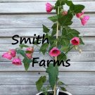 25 Seeds Seeds Pink Lantern Hibisc Flowers Beautiful Blooms Floral Garden Fresh For Garden
