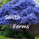 25 Seeds Seeds California Blue Lilac Tree Fragrant Hardy Perennial Flower Fresh For Garden