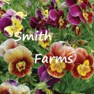 25 Seeds Seeds Pansies Mix Flowers Garden Planting Johnny Jump Ups Fresh For Garden 25 Seeds Seeds Pansies Mix Flowers Garden Planting Johnny Jump Ups Fresh For Garden