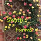 25 Seeds Seeds Muilt Color Rose Flowers Climbing Vine Mixed Color Blooms Fresh For Garden
