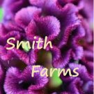 25 Seeds Seeds Purple Cockscomb Flower Celosia Flower Garden Fresh For Garden