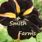 50 Seeds Seeds Black Yellow Petunia Flowers Beautiful Floral Blooms Garden Fresh For Garden