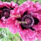 100 Seeds Seeds Plum Pudding Poppy Flowers Perennial Papaver Oriental Pink Garden Fresh For Garden 100 Seeds Seeds Plum Pudding Poppy Flowers Perennial Papaver Oriental Pink Garden Fresh For Garden