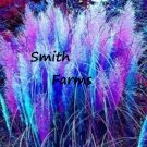 200 Seeds Seeds Blue & Pink Pampas Grass Fresh For Garden 200 Seeds Seeds Blue & Pink Pampas Grass Fresh For Garden