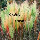 200 Seeds Seeds Green Red Yellow Pampas Grass Fresh For Garden 200 Seeds Seeds Green Red Yellow Pampas Grass Fresh For Garden