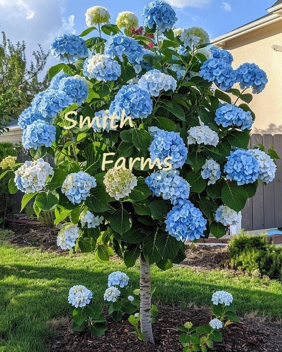 25 Seeds Seeds Blue Hydrangeas Flower Ground Cover Plant Garden Plants Fresh For Garden