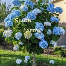 25 Seeds Seeds Blue Hydrangeas Flower Ground Cover Plant Garden Plants Fresh For Garden 25 Seeds Seeds Blue Hydrangeas Flower Ground Cover Plant Garden Plants Fresh For Garden