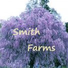 3 Seeds Purple Weeping Willow Tree Flower Giant Full Flowering Garden Fresh For Garden 3 Seeds Purple Weeping Willow Tree Flower Giant Full Flowering Garden Fresh For Garden