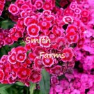 25 Seeds Seeds Pink Dianth Barbat Flowers Bright Colorful Blooms Wonderful Scent Fresh For Garden