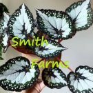 25 Seeds Seeds Green Begonia Flower Beautiful Garden Fresh For Garden 25 Seeds Seeds Green Begonia Flower Beautiful Garden Fresh For Garden