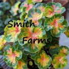 25 Seeds Seeds Red Vein Coral Bell Flowers Multcolor Leaves Floral Garden Fresh For Garden