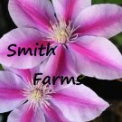 25 Seeds Seeds Pink White Clematis Flowers Climbing Vine Bh Plant Garden Fresh For Garden 25 Seeds Seeds Pink White Clematis Flowers Climbing Vine Bh Plant Garden Fresh For Garden