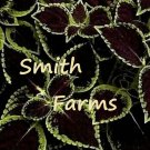 25 Seeds Seeds Black Cole Flowers Garden Fresh For Garden