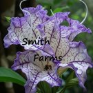 25 Seeds Seeds Purple Ruffle Ballet Flowers Fresh For Garden