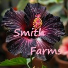25 Seeds Seeds Black Velet Hibisc Flowers Fresh For Garden