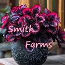 25 Seeds Seeds Pink Peperomia Flowers Beautiful Hoe Plant Fresh For Garden
