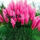 200 Seeds Seeds Pink Pampas Grass Seeds Fresh For Garden 200 Seeds Seeds Pink Pampas Grass Seeds Fresh For Garden