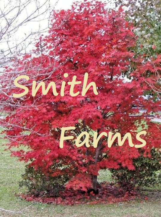 10 Seeds Bloodgood Red Maple Tree Acer Palmatum Fresh For Garden