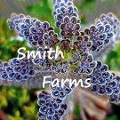 25 Seeds Seeds Blue Mother Of Thoands Flowers Garden Planting Beautiful Blooms Fresh For Garden 25 Seeds Seeds Blue Mother Of Thoands Flowers Garden Planting Beautiful Blooms Fresh For Garden