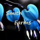 25 Seeds Blue Bleeding Heart Seeds Flowers Perennial Flower Seed Fresh For Garden