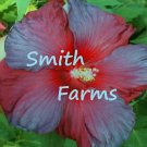 50 Seeds Seeds Blue Red Hibisc Flowers Fresh For Garden 50 Seeds Seeds Blue Red Hibisc Flowers Fresh For Garden