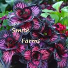 25 Seeds Seeds Pink Knight Flowers Colorful Pink & Black Floral Blooms Fresh For Garden 25 Seeds Seeds Pink Knight Flowers Colorful Pink & Black Floral Blooms Fresh For Garden