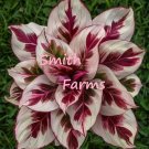 25 Seeds Seeds Crimson Red Calathea Couture Flower Wow Beautiful Plant Garden Fresh For Garden