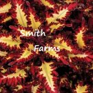 25 Seeds Seeds Red Yellow Cole Flowers Garden Fresh For Garden