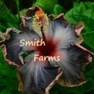 50 Seeds Seeds Black Pink Hibisc Flowers Fresh For Garden 50 Seeds Seeds Black Pink Hibisc Flowers Fresh For Garden