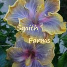 50 Seeds Seeds Purple Yellow Hibisc Flowers Fresh For Garden
