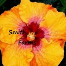 50 Seeds Seeds Yellow Red Hibisc Flowers Fresh For Garden 50 Seeds Seeds Yellow Red Hibisc Flowers Fresh For Garden