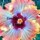 50 Seeds Seeds Blue Orange Hibisc Flowers Fresh For Garden