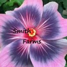 50 Seeds Seeds Pink Purple Hibisc Flowers Fresh For Garden