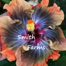 25 Seeds Seeds Black Orange Hibisc Flowers Fresh For Garden 25 Seeds Seeds Black Orange Hibisc Flowers Fresh For Garden