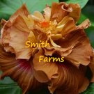 25 Seeds Seeds Brown Yellow Hibisc Flowers Fresh For Garden 25 Seeds Seeds Brown Yellow Hibisc Flowers Fresh For Garden